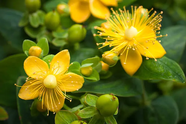 St. Johns Wort Oil